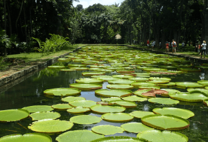 Botanischer Garten in Port Louis