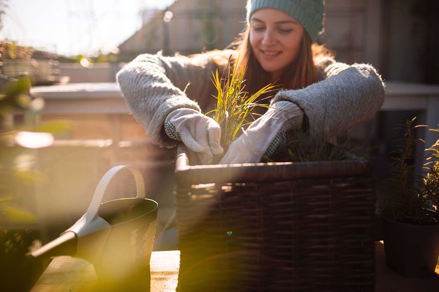 Pflanzen auf Balkon und Terrasse: So klappt die Überwinterung